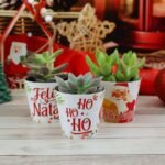 Kit Suculentas – Natal 2023 (Chuvinha de Papel) - Imagem 12