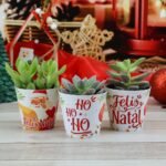 Kit Suculentas – Natal 2023 (Chuvinha de Papel) - Imagem 14