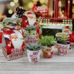 Kit Suculentas – Natal 2023 (Chuvinha de Papel)