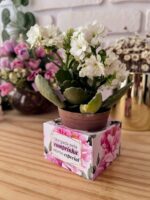 MIMOS PARA CLIENTES – Embalagens de Luxo (Ilustracin) - Imagem 9